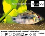 ABACUS AQUATICS STOCK UPDATE